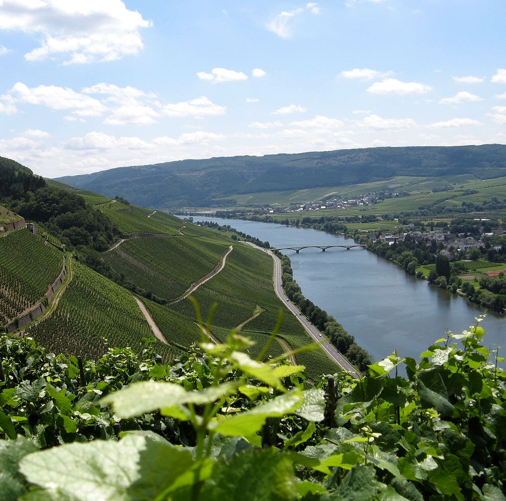 A steep vineyard overlooking the Moselle River